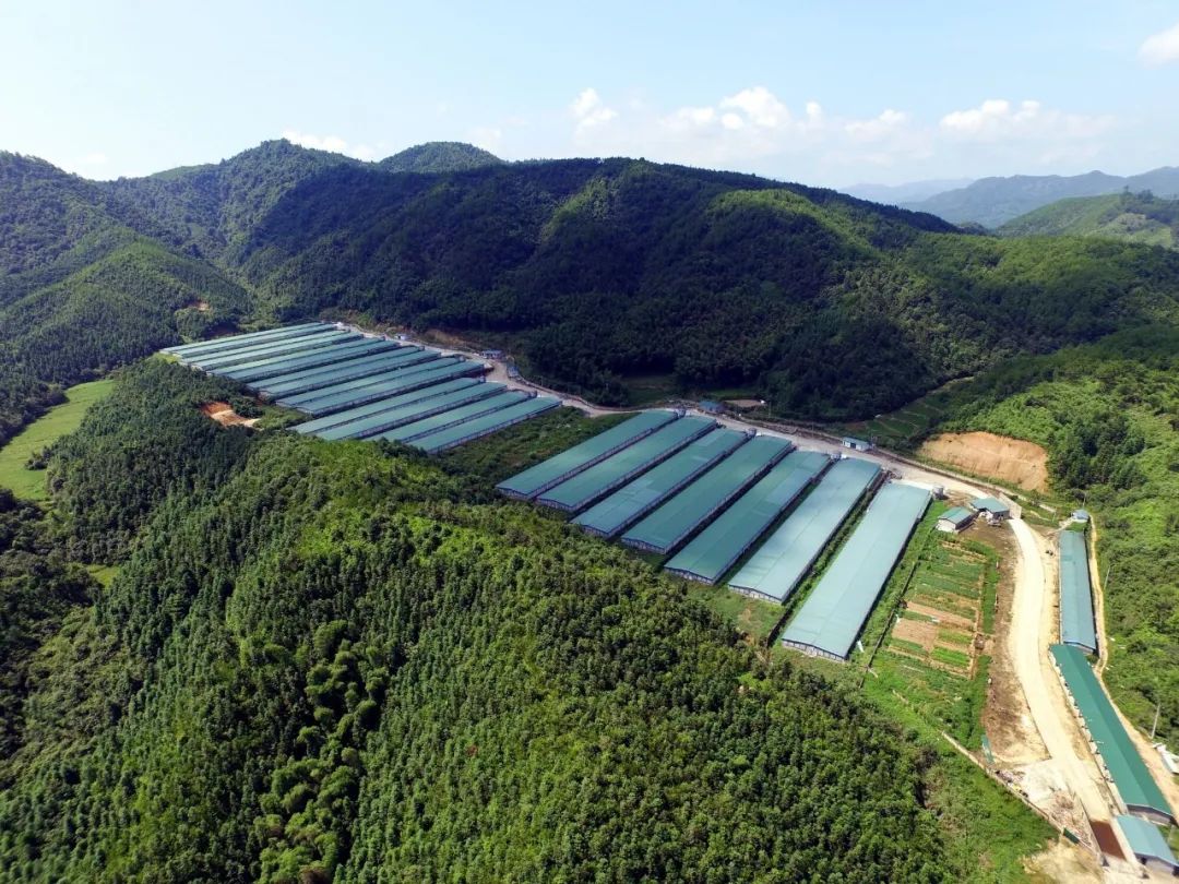 央媒看南平｜闻鸡起舞青山间——圣农集团白羽肉鸡种源攻关记